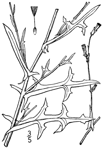 File:Lactuca saligna BB-1913.png