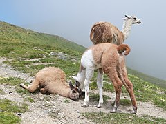 Lama glama (Llamas)