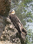 Gypaète barbu (Gypaetus barbatus).