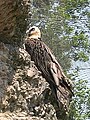 Bearded vulture Gypaetus barbatus