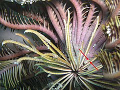 L. palmata mostrando numerosos cirri y las divisiones de las series de braquiales estrechamente colindantes (flechas).