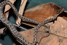 Gatto Serpente a macchie grandi (Boiga multomaculata) 繁花 林 蛇 10.jpg