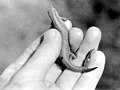 Двухвостая крупная ящерица. Вохтозерская развилка (на дороге между озером Верхнее Нелгомозеро (cм. пос. Нелгомозеро) и озером Насоновское). 1977 год.