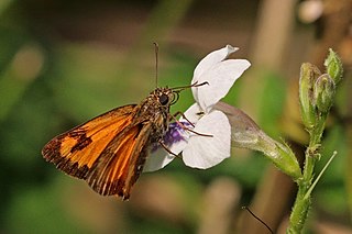 <i>Osmodes laronia</i> Species of butterfly