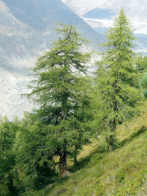 European larch (Larix decidua), a coniferous tree which is also deciduous