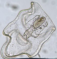 Larva Bipinnaria.jpg