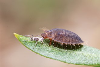 Platynaspis luteorubra larva Larvae of the ladybird Platynaspis luteorubra (4871253413).jpg