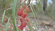 Lasiopetalum rufum bunga (9547670935).jpg