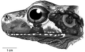 Beeldbeschrijving Zijaanzicht van het hoofd van het holotype van Osteocephalus cannatellai (QCAZ 49572) - ZooKeys-229-001-g010.jpeg.