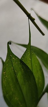 The leaf tips are modified to form tendrils Leaf tip tendrils in Gloriosa.jpg