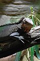 English: Lesser Antillean iguana (Iguana delicatissima) in Prague Zoo Čeština: Leguán chutný (Iguana delicatissima) v Zoo Praha