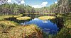 Pond surrounded by mire and pine forest