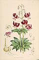 Lilium martagon var. cattaniae (Vis.) Vis. as L. martagon. var. damlaticum Maly, Illustration by Fitch, Henry James Elwes A Monograph of the Genus Lilium, Tab. 23, 1877