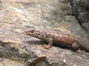 Descrierea imaginii Liolaemus_nitidus-La_Campana.png.