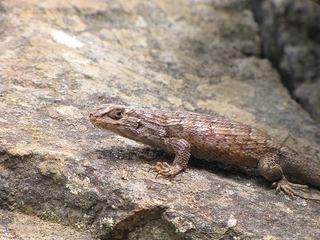 Liolaemus nitidus