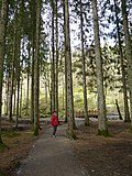 Thumbnail for File:Little Red Riding Hood - geograph.org.uk - 2927819.jpg