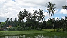 Reisanbau im Osten von Lombok bei Masbagik