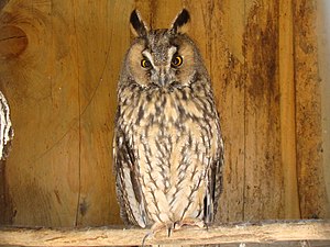 Long-eared Owl-Mindaugas Urbonas-1.jpg
