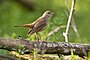 Najpoznatija ptica pevačica Evrope — slavuj (Luscinia megarhynchos)