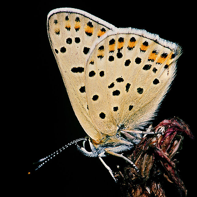 Bruine vuurvlinder