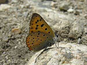 Lycaena alciphron M 1.jpg