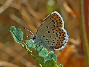 Lycaenidae - Plebejus idas.jpg