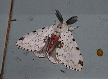 Lymantria brunneiplaga (Lymantriidae) .jpg