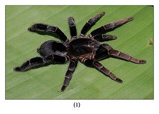 <i>Lyrognathus giannisposatoi</i> Species of tarantula