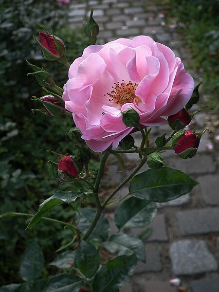 File:Märchenland Floribundarose Tantau 1951.JPG