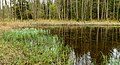 * Nomination Pond in the Schellenbergmoor --F. Riedelio 13:30, 17 May 2023 (UTC) * Promotion  Support Good quality. --Jakubhal 14:34, 17 May 2023 (UTC)