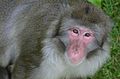 * Nomination A japanese macaque (Macaca fuscata) at the Zoo Sauvage de Saint-Félicien --Letartean 20:55, 17 August 2016 (UTC) * Promotion Good quality. --Jkadavoor 06:25, 18 August 2016 (UTC)