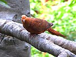 Макропигия эмилиана (Ruddy Cuckoo Dove) 8.jpg