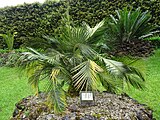 Macrozamia riedlei,Parque Terra Nostra, Furnas, Azoren