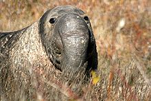 Файл:Male_elephant_seal.jpg