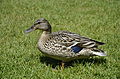 * Nomination Mallard (Anas platyrhynchos), female, Annecy, May 2015. --Yann 15:40, 9 July 2015 (UTC) * Decline Sorry, Yann, but it´s really not sharp! --Hubertl 18:00, 9 July 2015 (UTC)