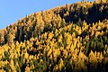* Nomination Autumn forest Angermannwald in the High Tauern National Park near Mallnitz, Carinthia, Austria --Uoaei1 03:51, 20 April 2017 (UTC) * Promotion Good quality. -- Johann Jaritz 04:34, 20 April 2017 (UTC)