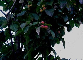 <i>Macromeles tschonoskii</i> Species of apple tree