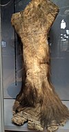Mammoth hair and skin, leg.jpg