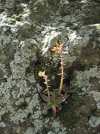 Growing in habitat Marcescent dudleya.jpg