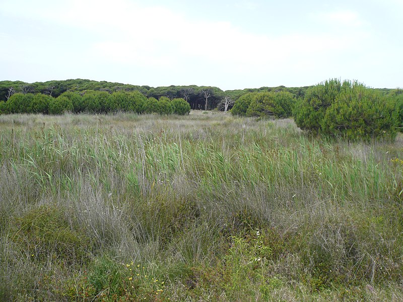 File:Maresmes de Can Camins P1480758.jpg