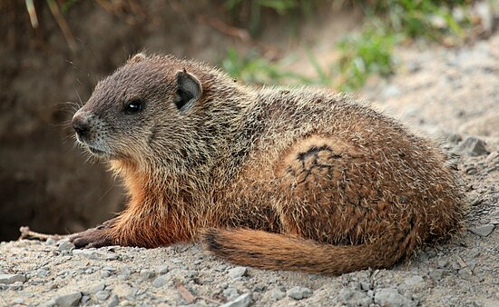 Woodchuck. Лесной сурок (Marmota monax). Равнинный Гофер. Североамериканский Лесной сурок. Сурок грызун.