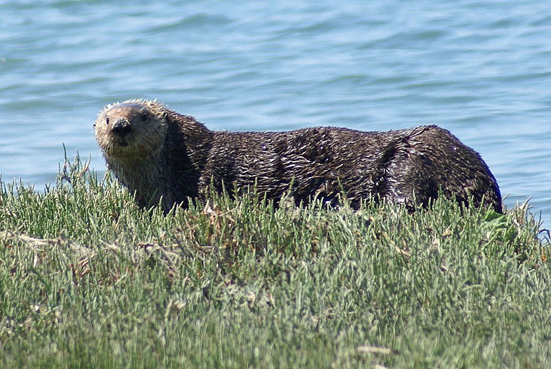 File:Marsh lounging (15085860020).jpg