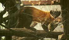 Yellow-throated marten Martes flavigula Dresden.jpg