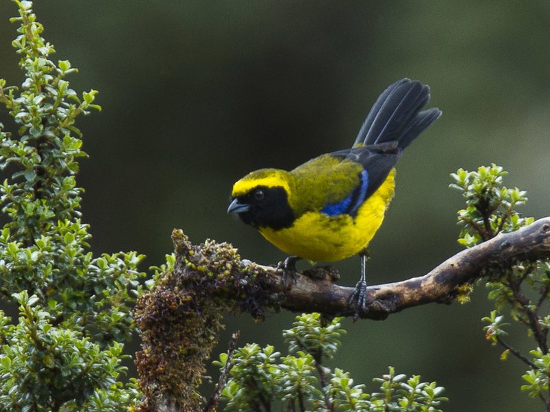 File:Masked Mountain-Tanager - Ecuador S4E4582 (23224210656).jpg