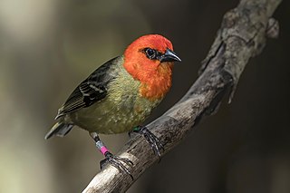<span class="mw-page-title-main">Mauritius fody</span> Species of bird