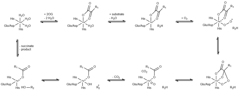 File:Mechanism of 2OG oxygenases.png