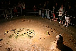 A barlangi medve (Ursus spelaeus) csontváza