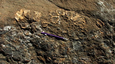 Megabalanus del Messiniano, limato dalla sabbia e poi fossilizzato.