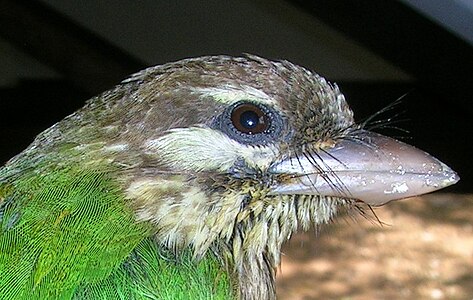 虫を食べる鳥に多くみられる嘴毛（rictal bristle）