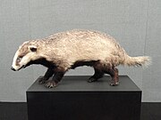Stuffed brown and white mustelid